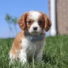 Cavalier puppy with checkered blue ribbon posing for a picture