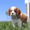 Brown and white Cavalier puppy