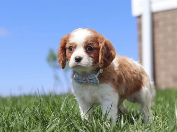 Brown and white Cavalier puppy