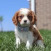 Brown and white Cavalier puppy sitting in the grass