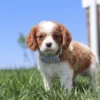 Brown and white Cavalier puppy on the lawn