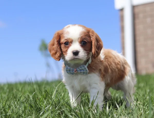 Brown and white Cavalier puppy on the lawn