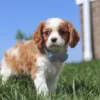 Brown and white Cavalier puppy walking in the grass
