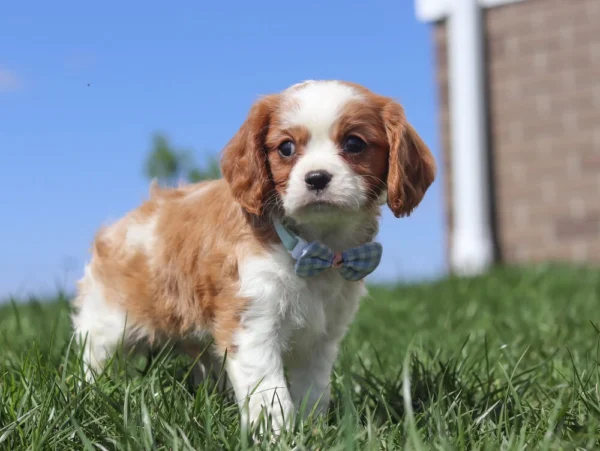Brown and white Cavalier puppy walking in the grass