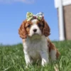 Female Cavalier puppy sitting in the grass