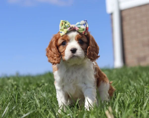 Female Cavalier puppy sitting in the grass