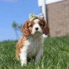 Female Cavalier puppy sitting in the grass with ribbon on the head