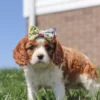 Brown and white Cavalier puppy with colored ribbon on the head
