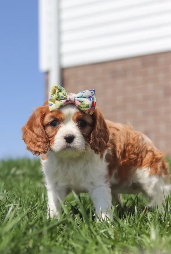 Brown and white Cavalier puppy with colored ribbon on the head
