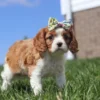 Ribbon on a Cavalier puppy head