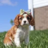 Cute brown and white Cavalier pup sitting on the lawn