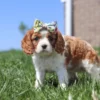 Puppy with ribbon on the head