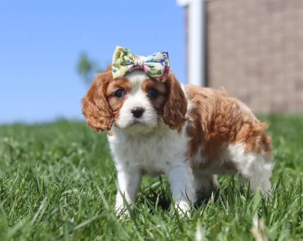 Puppy with ribbon on the head