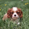 Blenheim Cavalier puppy sitting in green grass with a curious expression.