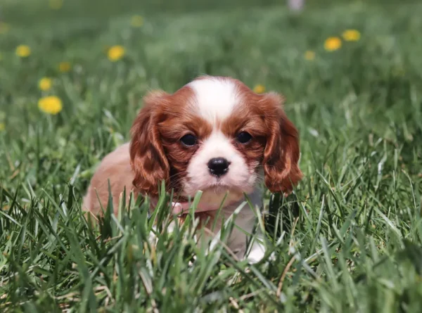 Blenheim Cavalier puppy sitting in green grass with a curious expression.