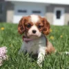 Adorable Cavalier King Charles Spaniel puppy playing in a field of dandelions.