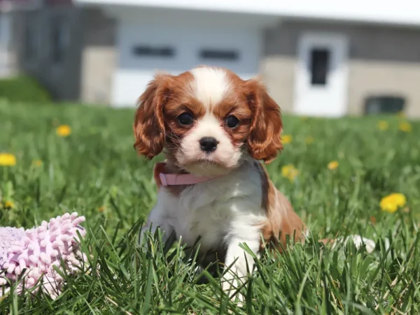 Adorable Cavalier King Charles Spaniel puppy playing in a field of dandelions.