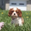 Young Blenheim Cavalier pup sniffing the grass on a sunny day.