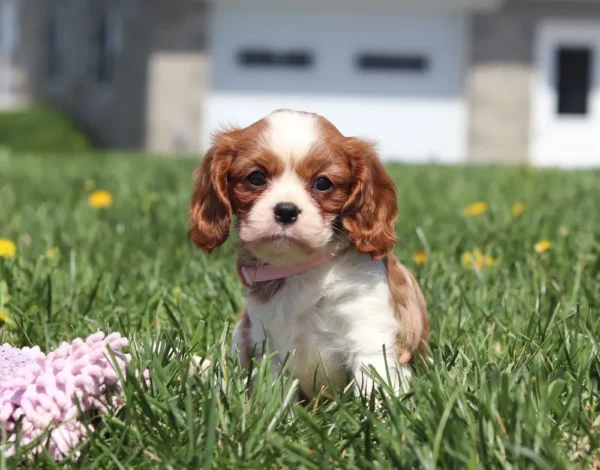 Young Blenheim Cavalier pup sniffing the grass on a sunny day.