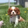 Fluffy white and chestnut Cavalier puppy pouncing playfully in the lawn.