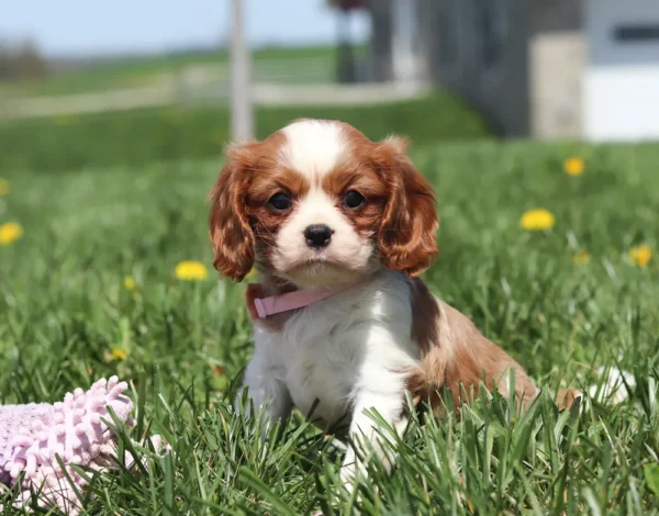 Fluffy white and chestnut Cavalier puppy pouncing playfully in the lawn.