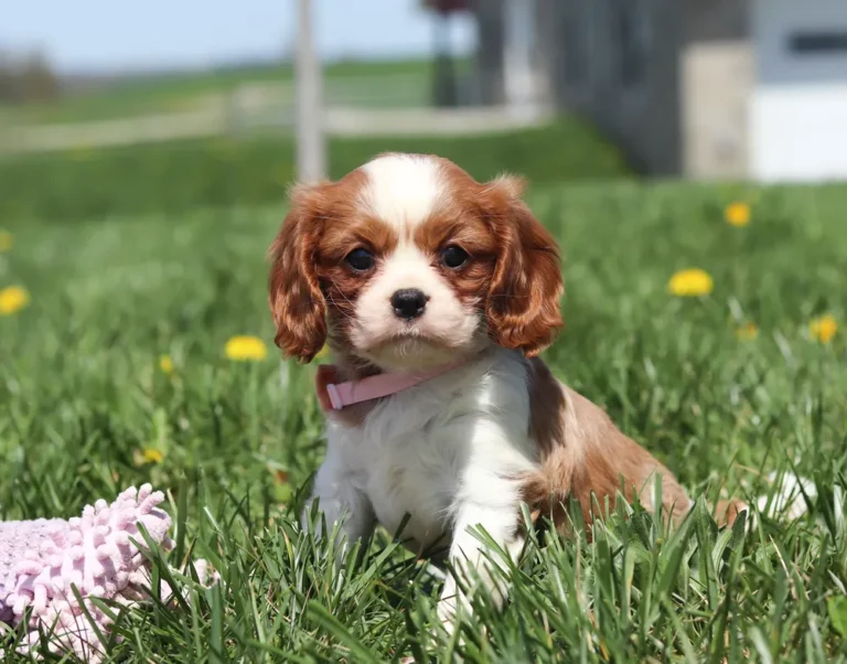 Fluffy white and chestnut Cavalier puppy pouncing playfully in the lawn.
