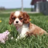 Blenheim-colored puppy with big eyes enjoying a spring day in the yard.