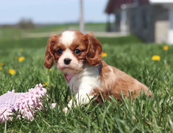 Blenheim-colored puppy with big eyes enjoying a spring day in the yard.