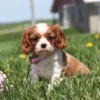 Cute Cavalier Spaniel puppy chasing bugs in a grassy meadow.