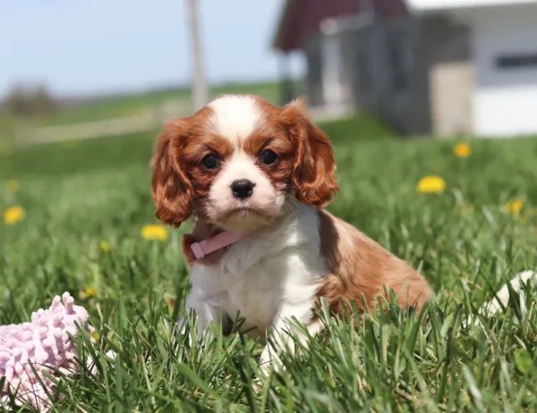 Cute Cavalier Spaniel puppy chasing bugs in a grassy meadow.