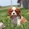 Small puppy with floppy ears exploring tall green grass.