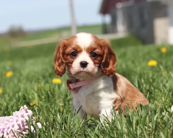 Small puppy with floppy ears exploring tall green grass.