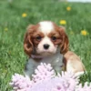 Cavalier puppy lying down in the grass, surrounded by yellow flowers.