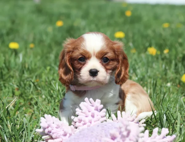 Cavalier puppy lying down in the grass, surrounded by yellow flowers.
