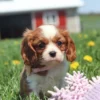 Joyful Blenheim Cavalier playing outside with sunshine highlighting its soft coat.