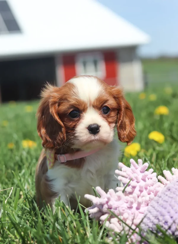 Joyful Blenheim Cavalier playing outside with sunshine highlighting its soft coat.