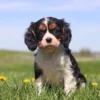 Tricolored Cavalier puppy playing in green grass surrounded by yellow dandelions.