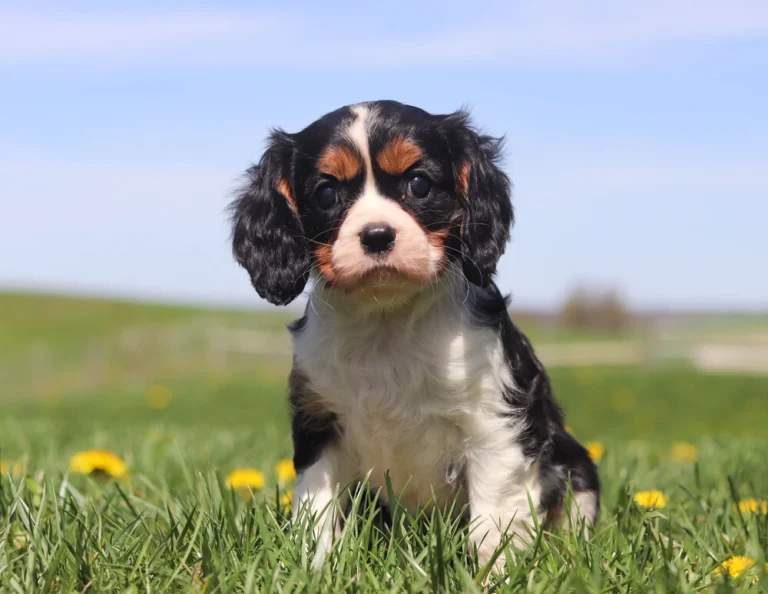 Tricolored Cavalier puppy playing in green grass surrounded by yellow dandelions.