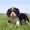 Black, white, and tan Cavalier Spaniel puppy exploring a sunny field of dandelions.