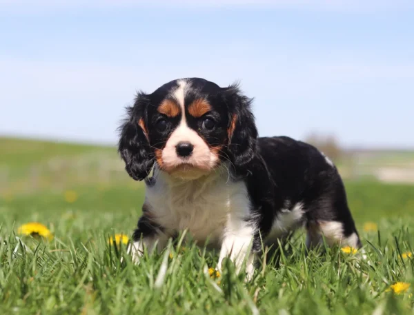 Black, white, and tan Cavalier Spaniel puppy exploring a sunny field of dandelions.
