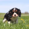 Adorable tricolored Cavalier pup sitting in grass with dandelions blooming around.