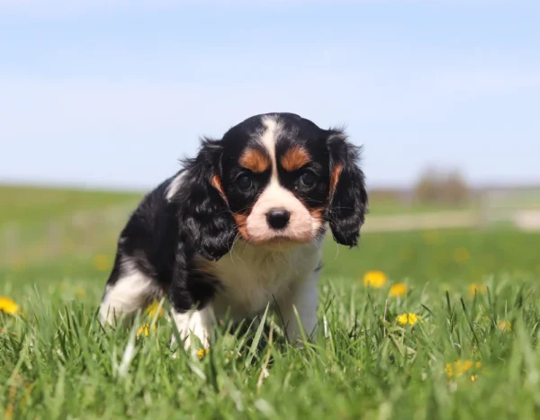 Adorable tricolored Cavalier pup sitting in grass with dandelions blooming around.