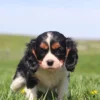 Playful Cavalier King Charles Spaniel puppy sniffing dandelions in a grassy yard.