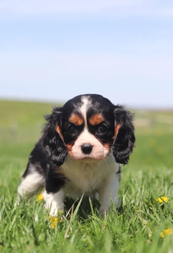Playful Cavalier King Charles Spaniel puppy sniffing dandelions in a grassy yard.