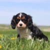 Curious tricolor puppy with floppy ears enjoying time in a flower-dotted lawn.
