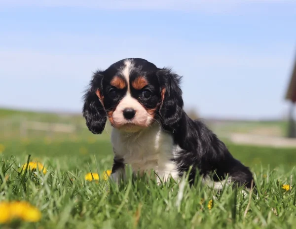 Curious tricolor puppy with floppy ears enjoying time in a flower-dotted lawn.