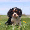 Small Cavalier puppy bounding through grass, framed by bright yellow dandelions.
