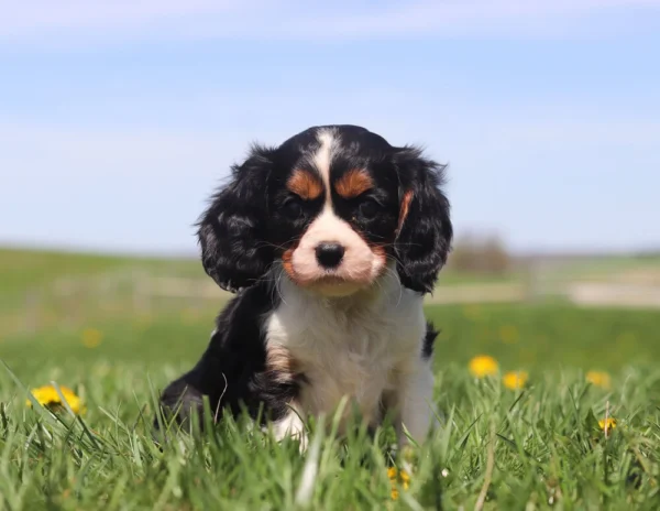 Small Cavalier puppy bounding through grass, framed by bright yellow dandelions.