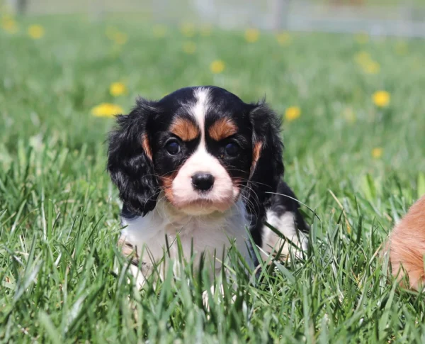 Tricolor Cavalier pup resting in the grass, dandelions scattered nearby.