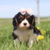 Cavalier puppy playing in lush green grass with yellow dandelions all around.